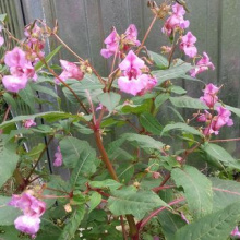 Niecierpek Gruczolowaty