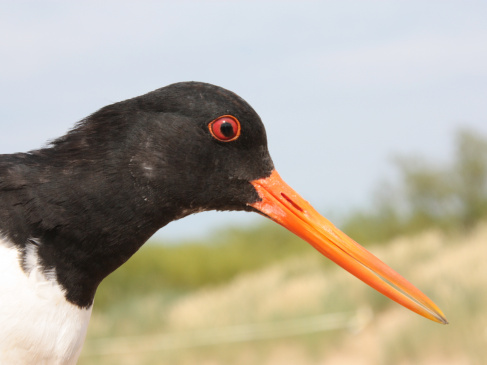 Fot. Włodzimierz Meissner