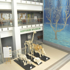 Ekspozycja szkieletów ssaków. Wydział Biologii UG. Ekspozycja szkieletów ssaków, wśród okazów podziwiać można żyrafę, nosorożca, hipopotama czy żubra. Wydział Biologii UG